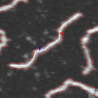 AFM Image of DNA string with fiber